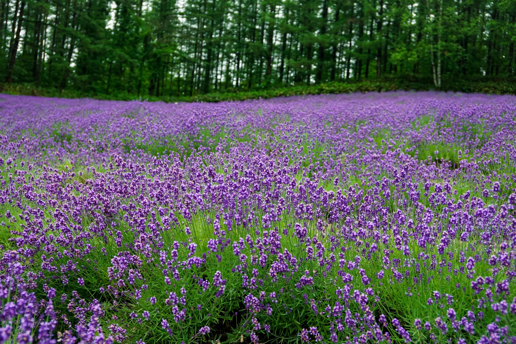 北海道自助遊攻略