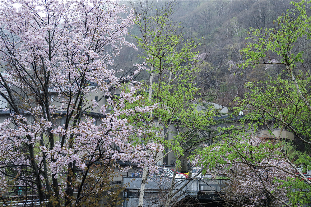 北海道自助遊攻略