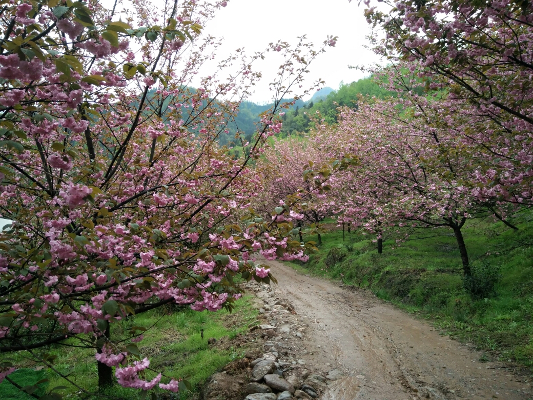 紅哥18331崇州三郎鎮茶園村櫻花