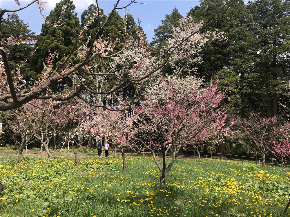 北海道自助遊攻略