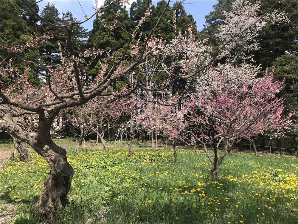 北海道自助遊攻略