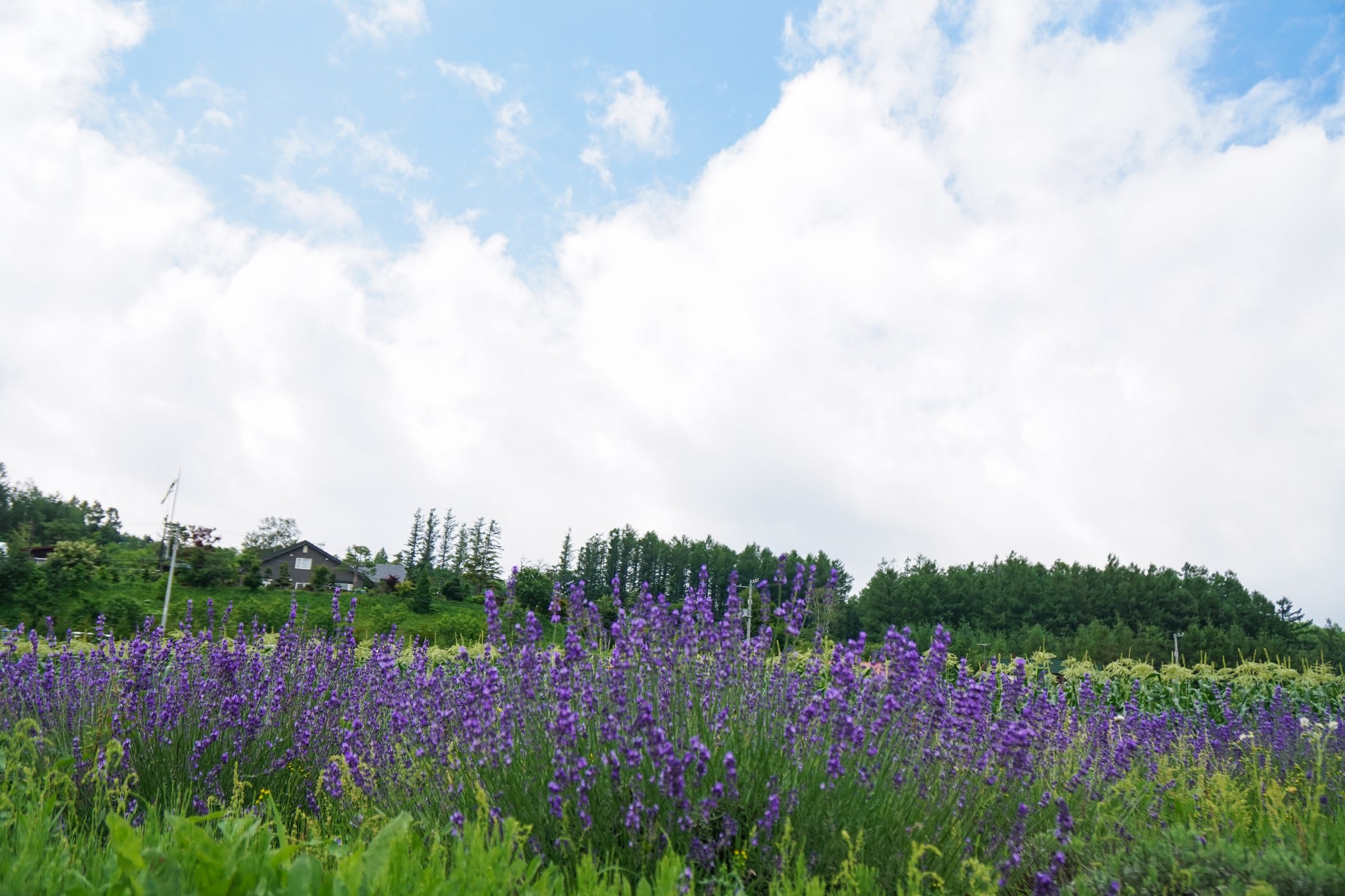 北海道自助遊攻略