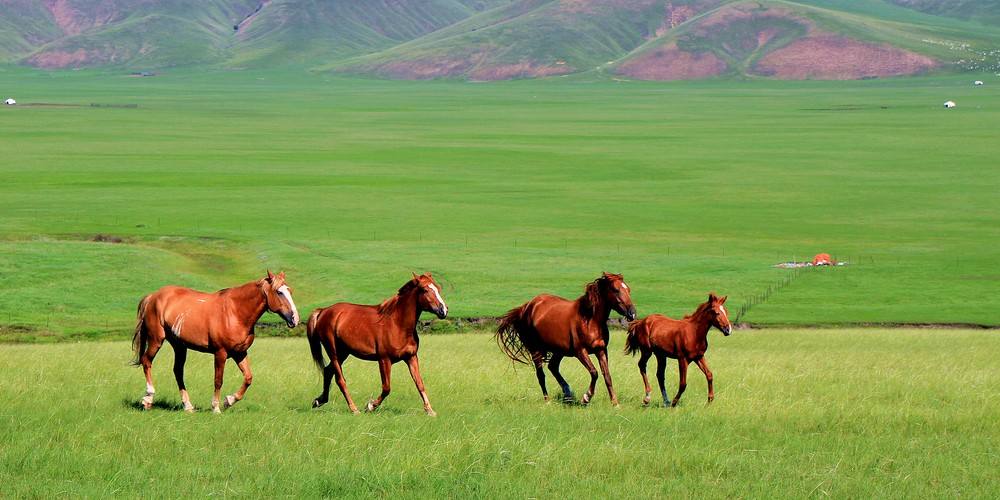想亲身感受无边无际的草原,麦田,油菜花,蓝天白云,奔腾的骏马,清澈的