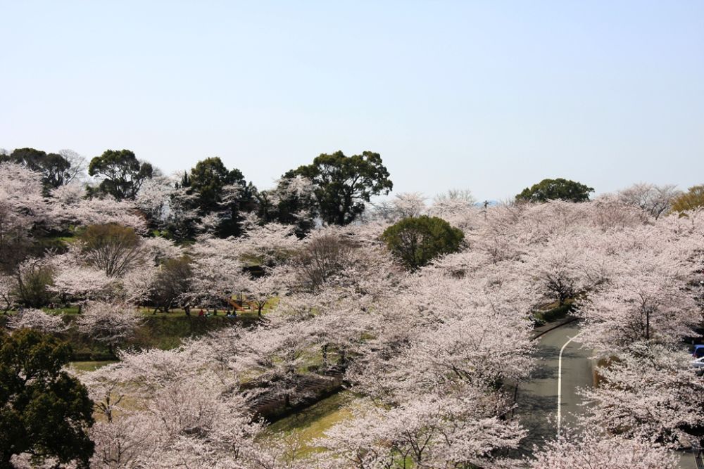 菊池市旅游图片