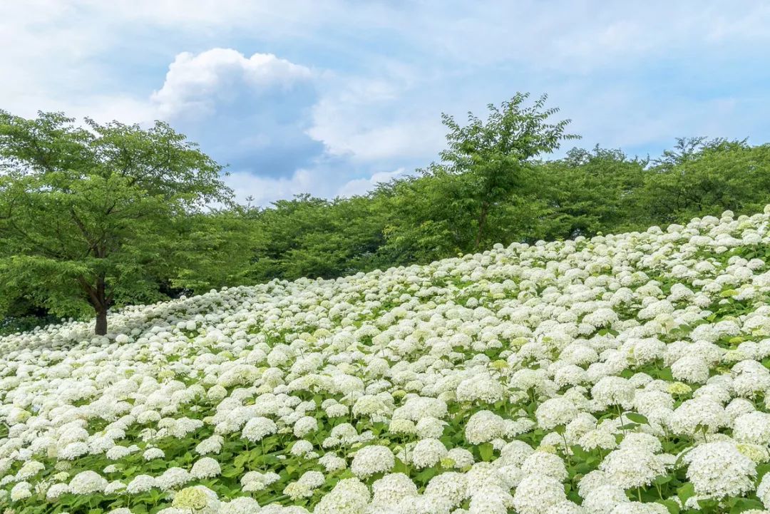 日本梅雨季紫阳花绝景 紫阳花观赏攻略 手机马蜂窝