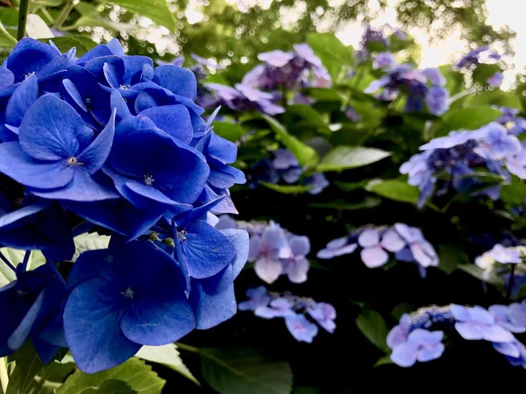 日本梅雨季紫阳花绝景 紫阳花观赏攻略 手机马蜂窝