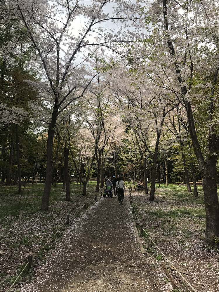 北海道自助遊攻略