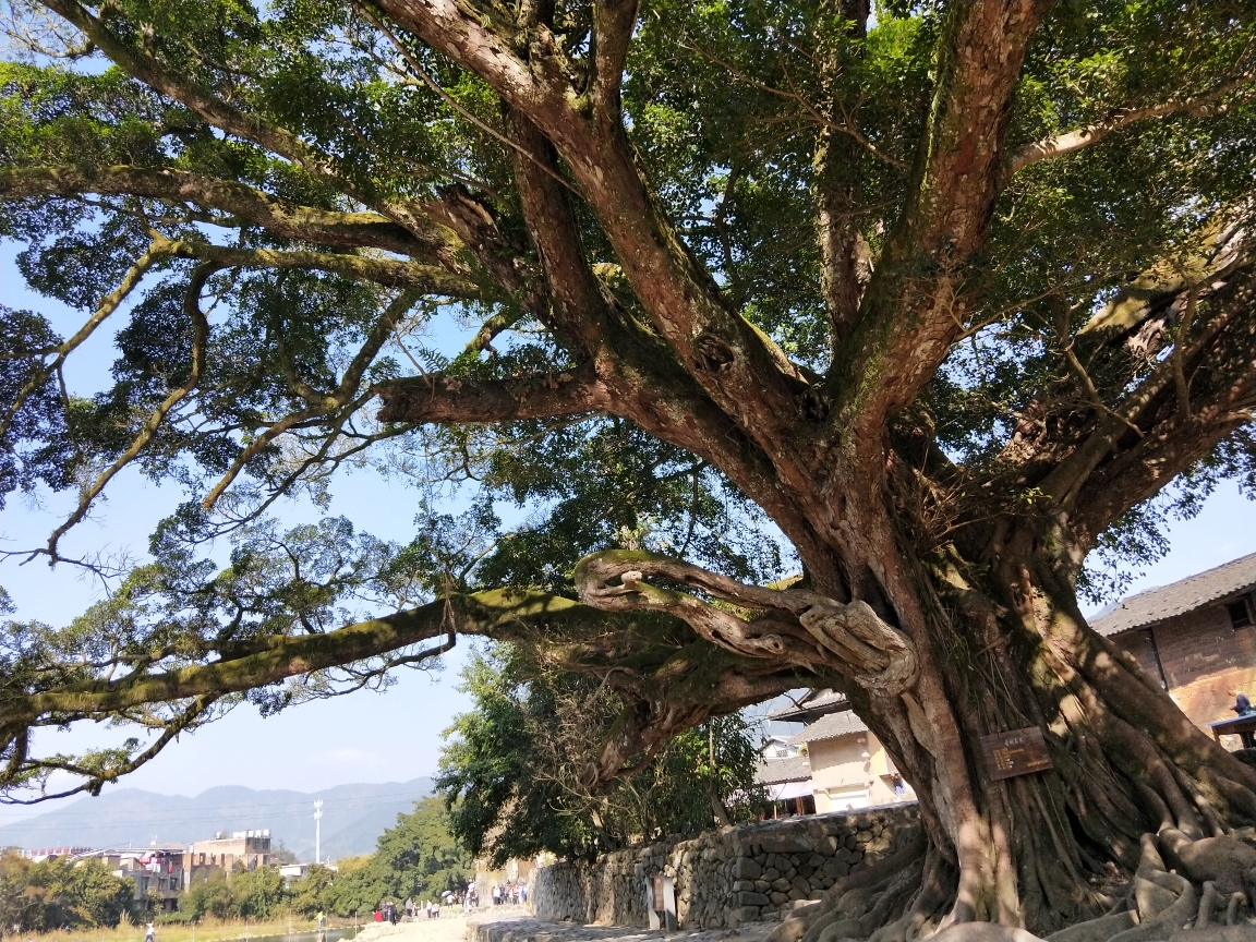 新年伊始,带着外婆去厦门,厦门自助游攻略 马蜂窝