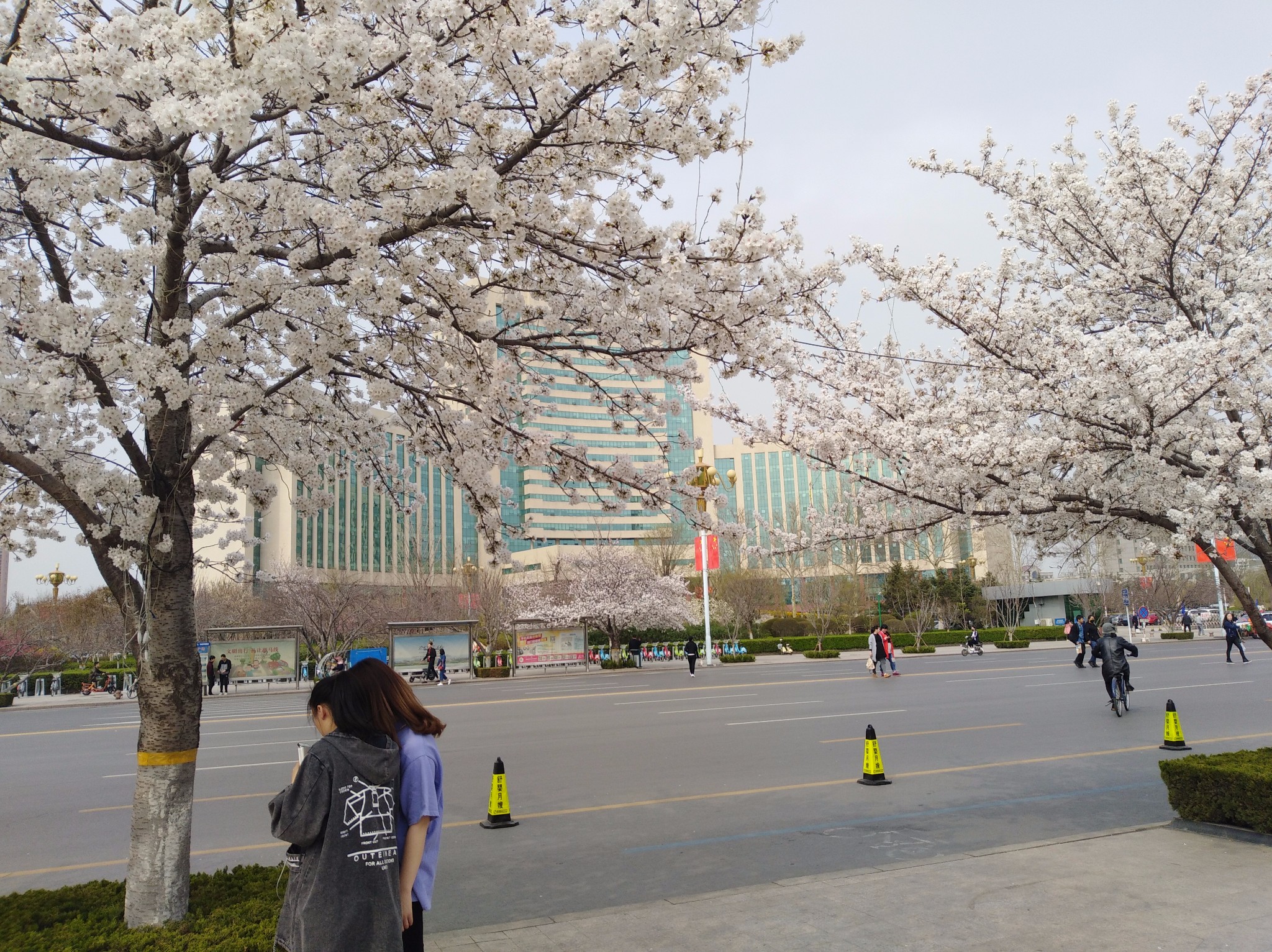 潍坊市政府广场的樱花开了