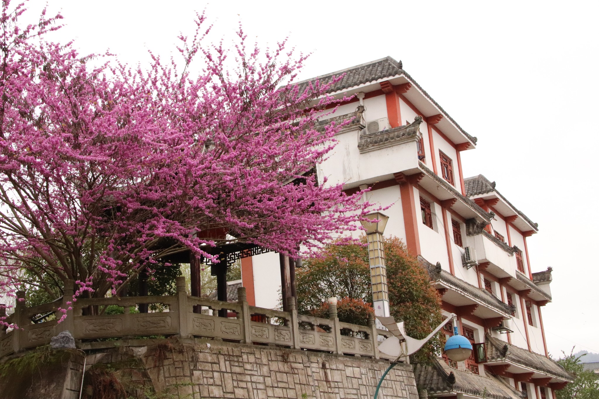 平壩櫻花--音寨金海雪山,湄潭自助遊攻略 - 馬蜂窩