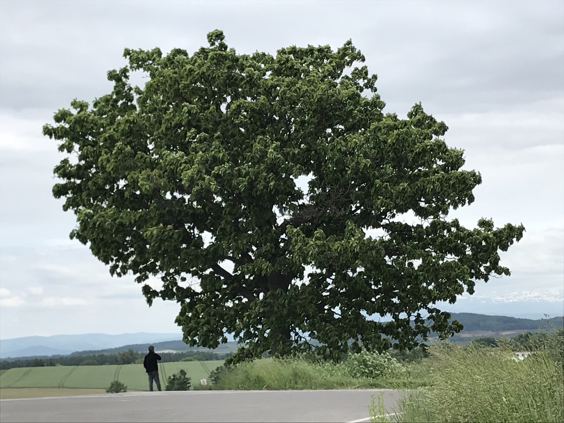 北海道自助遊攻略