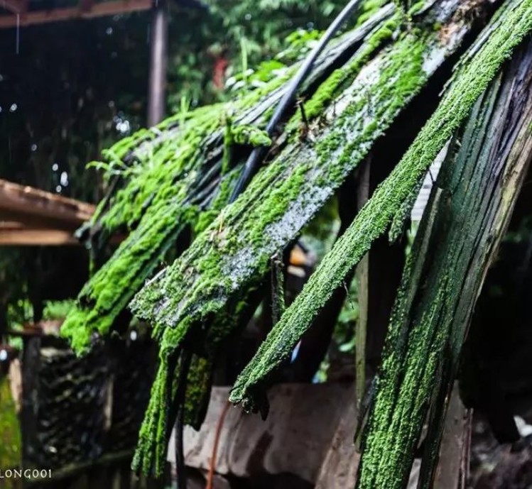 去贵州西江千户苗寨舒缓压力，薄雾细雨中风景美到心醉