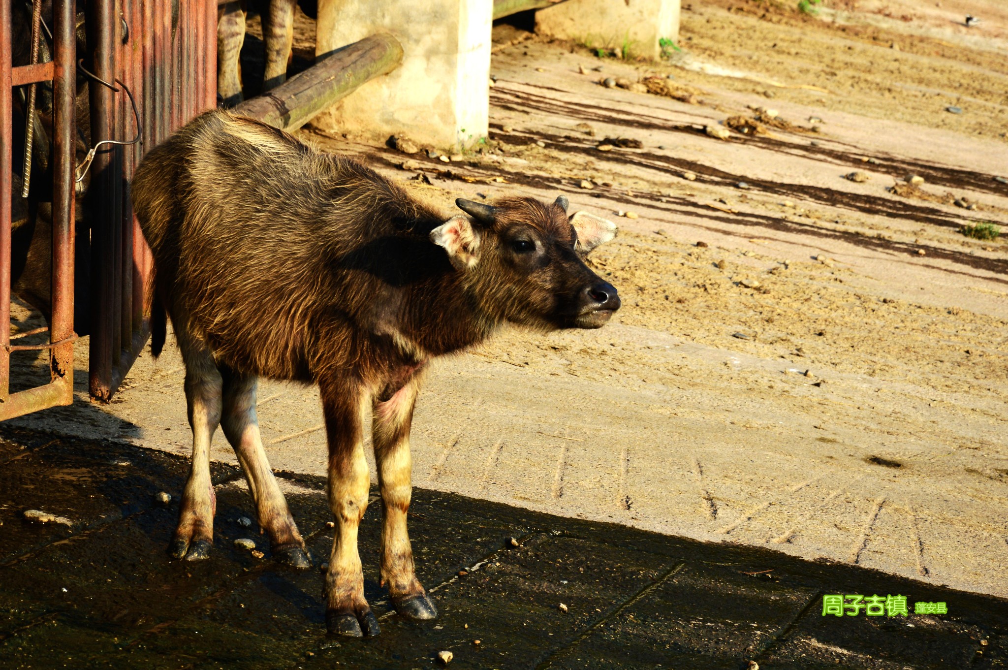 【四川南充】蓬安——千年桑梓,百牛渡江图片147,蓬安县旅游景点,风景