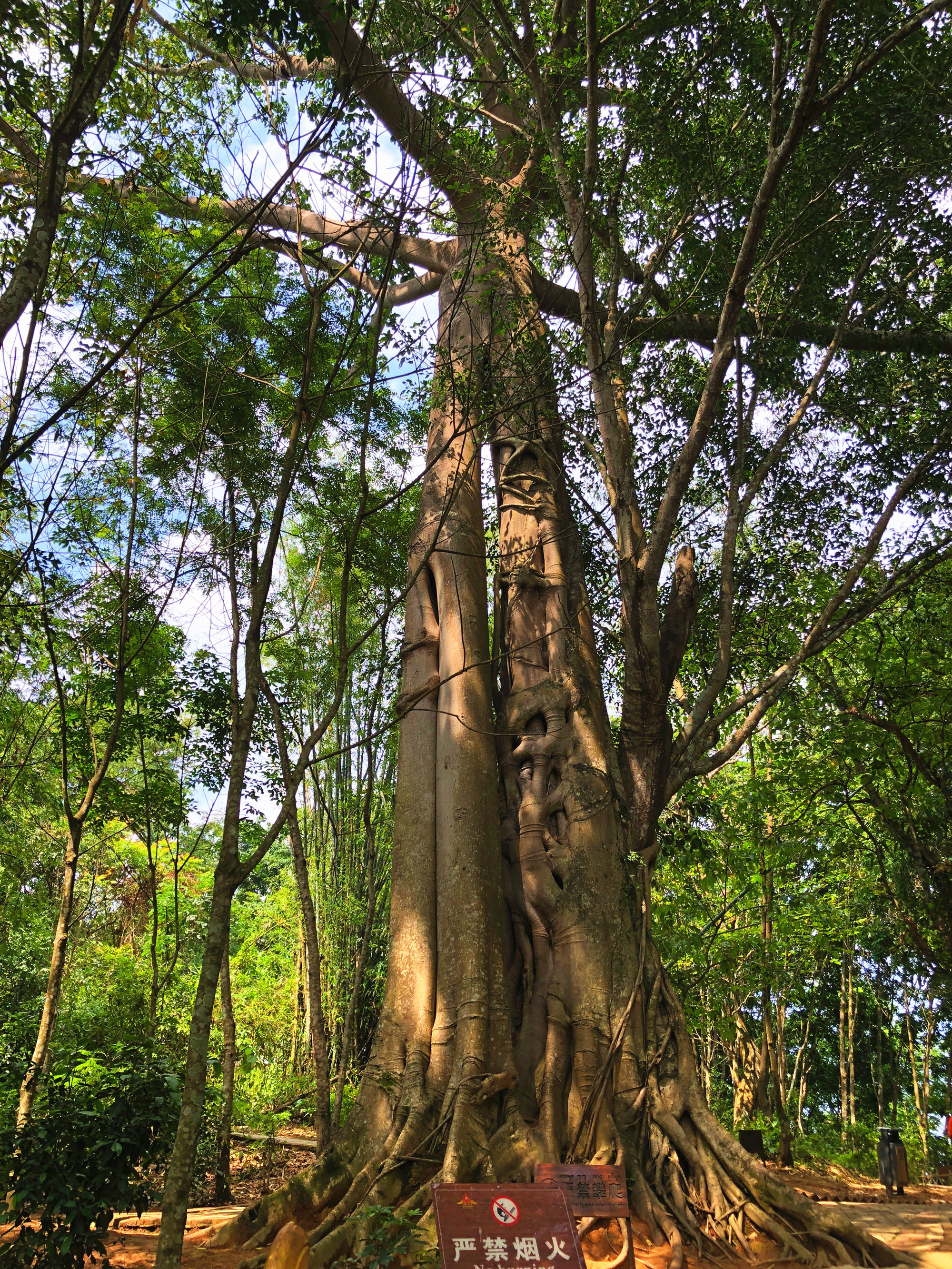 西双版纳的勐景来,仿若隔绝于世的世外桃源,西双版纳自助游攻略 - 马