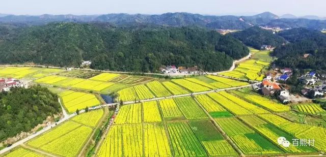 走进春华邂逅最美洞田花海 —百熙村