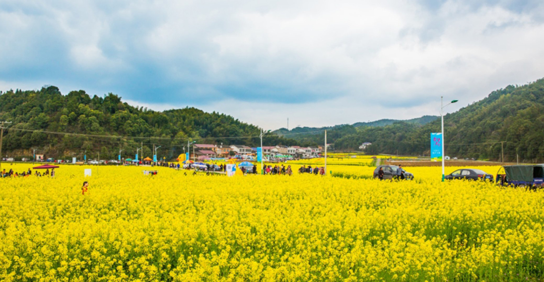 走进春华邂逅最美洞田花海 —百熙村