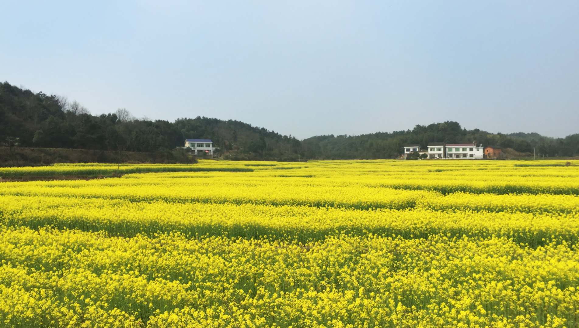 走进春华邂逅最美洞田花海 —百熙村