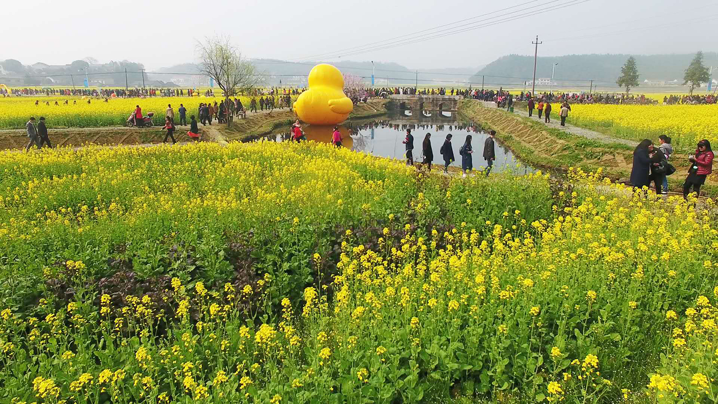 走进春华邂逅最美洞田花海 —百熙村