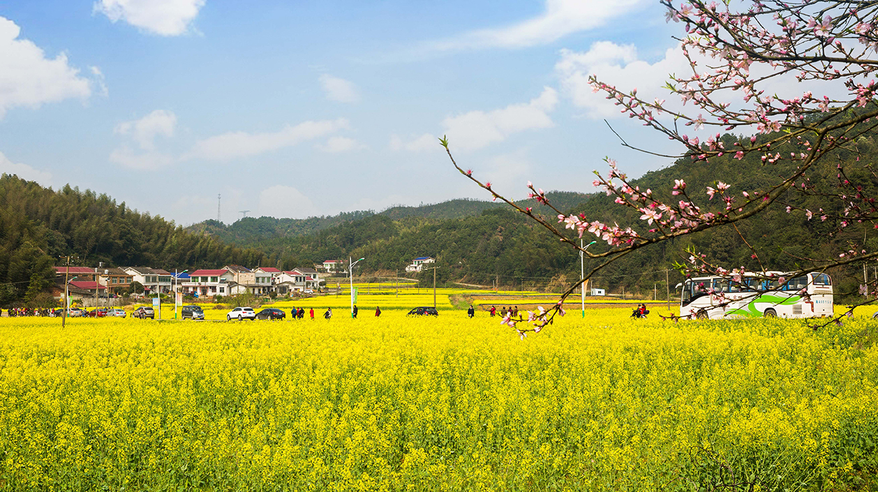 走进春华邂逅最美洞田花海 —百熙村