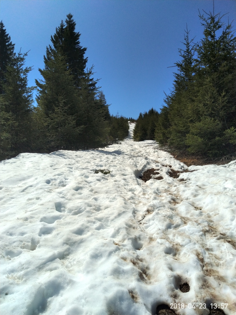 4月份看雪山 温哥华岛科特尼FORBIDDEN PLATEAU...