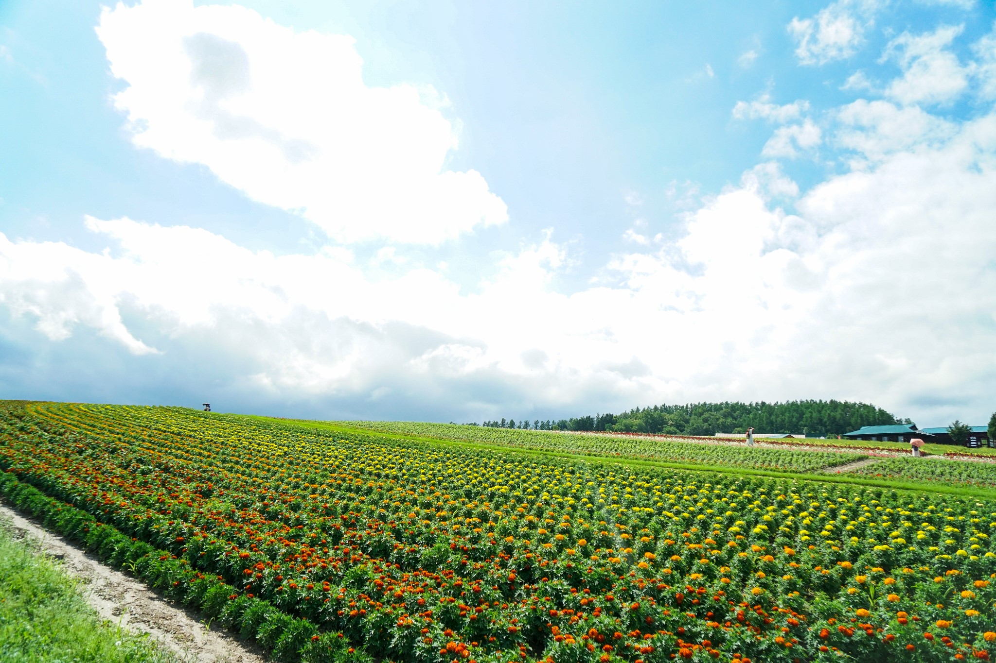 北海道自助遊攻略