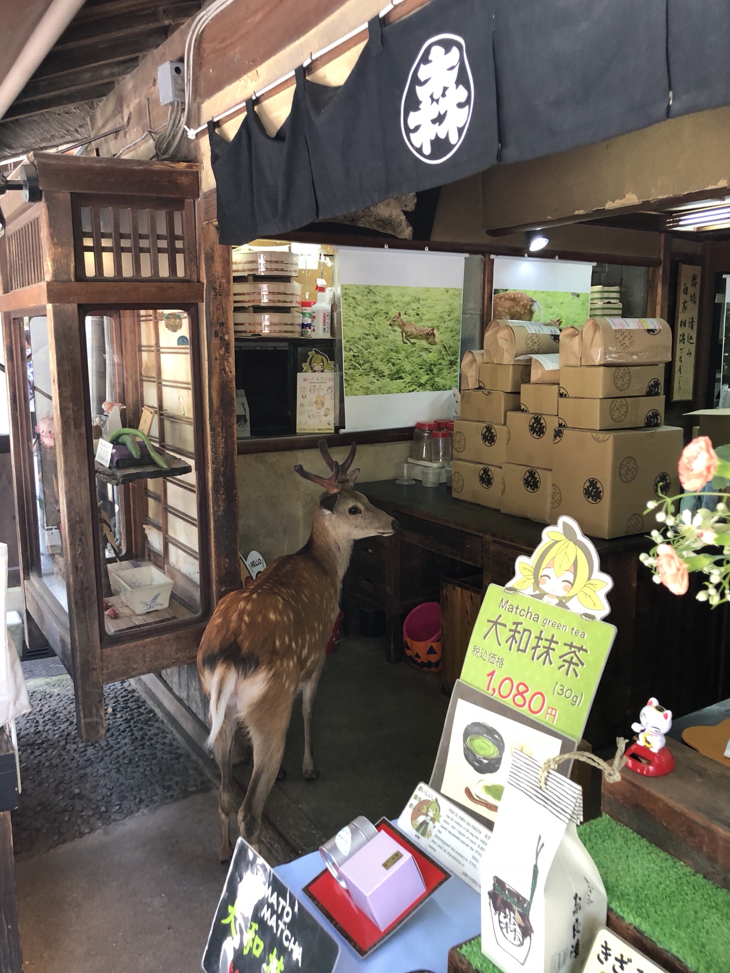 富士山自助遊攻略