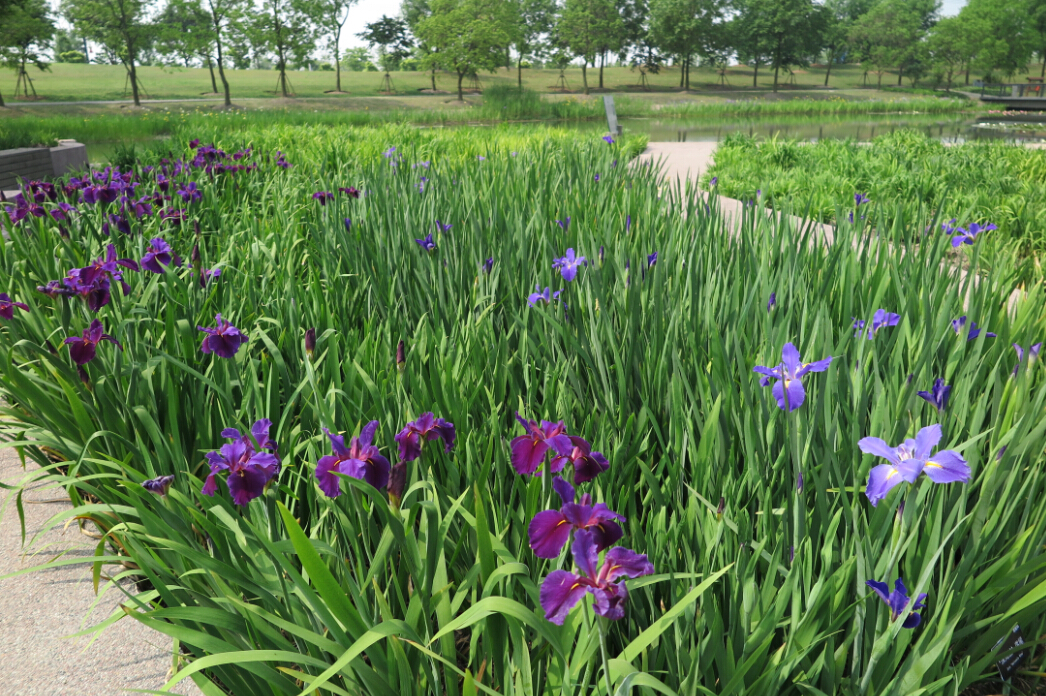 如:花菖蒲,紫花鳶尾,黃菖蒲,溪蓀鳶尾,日本鳶尾,德國鳶尾,射干等鳶尾