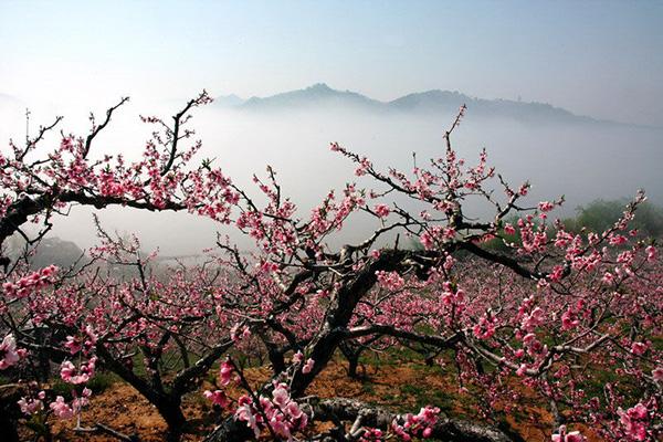 常德人间仙境桃花源一日游