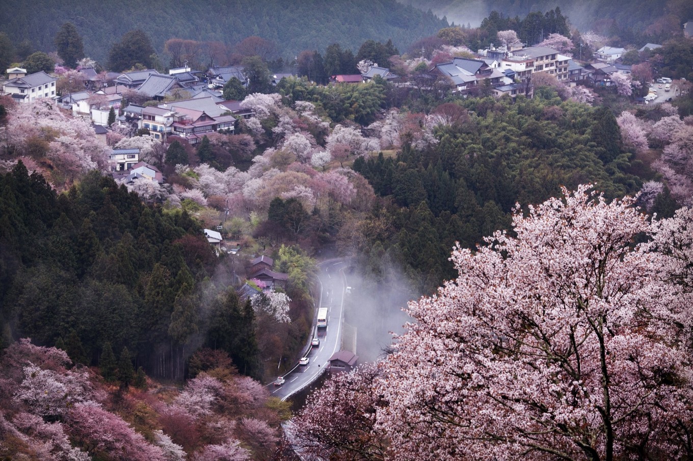 【粉红花海】2019吉野山赏樱指南