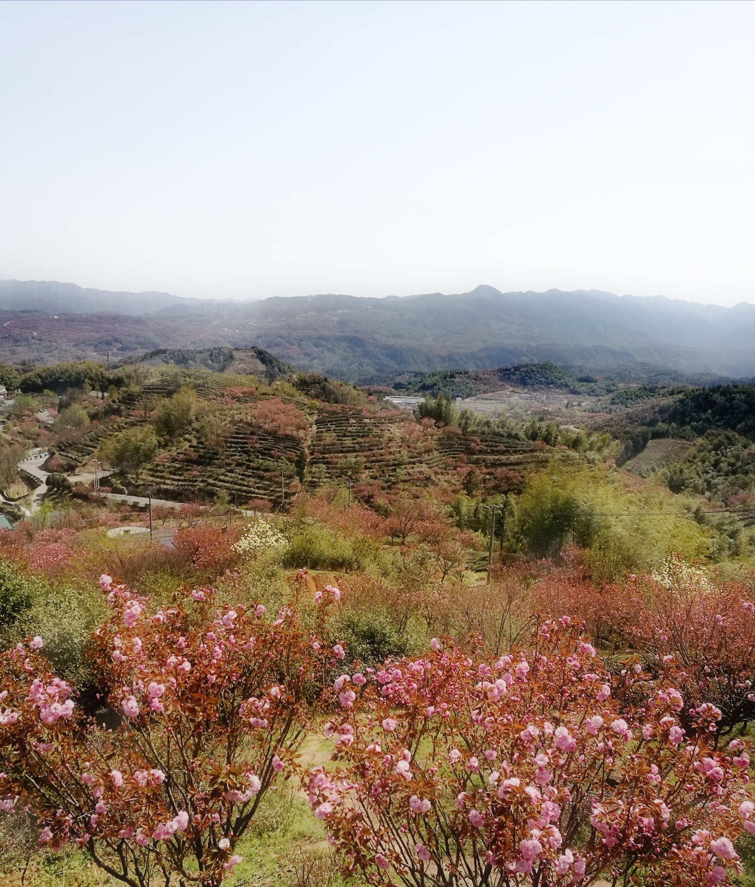 余姚大岚樱花,余姚旅游攻略 