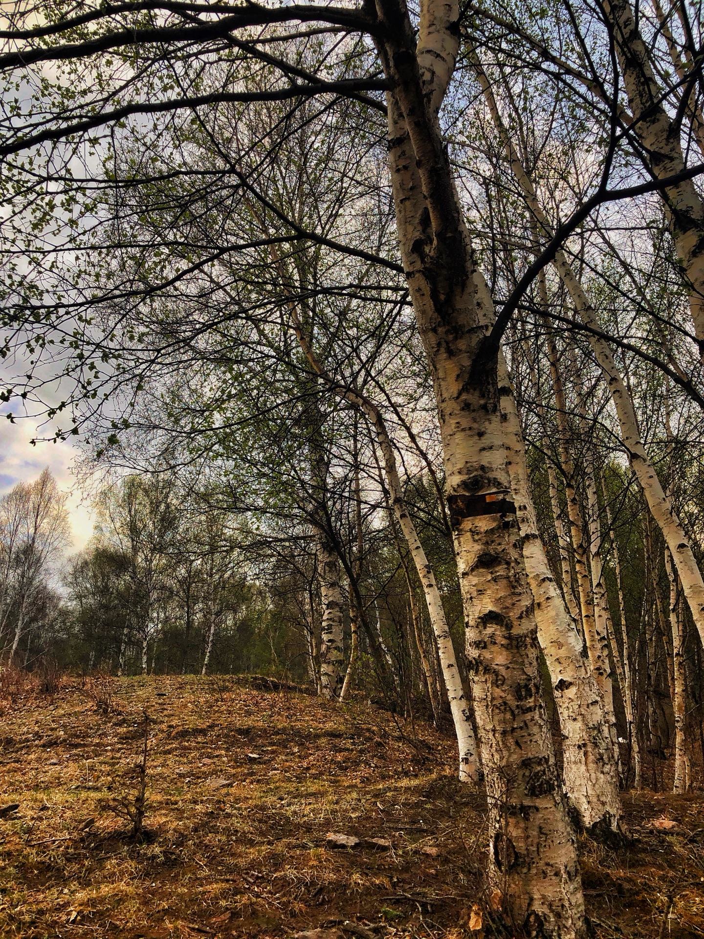 五一美林谷错峰重游