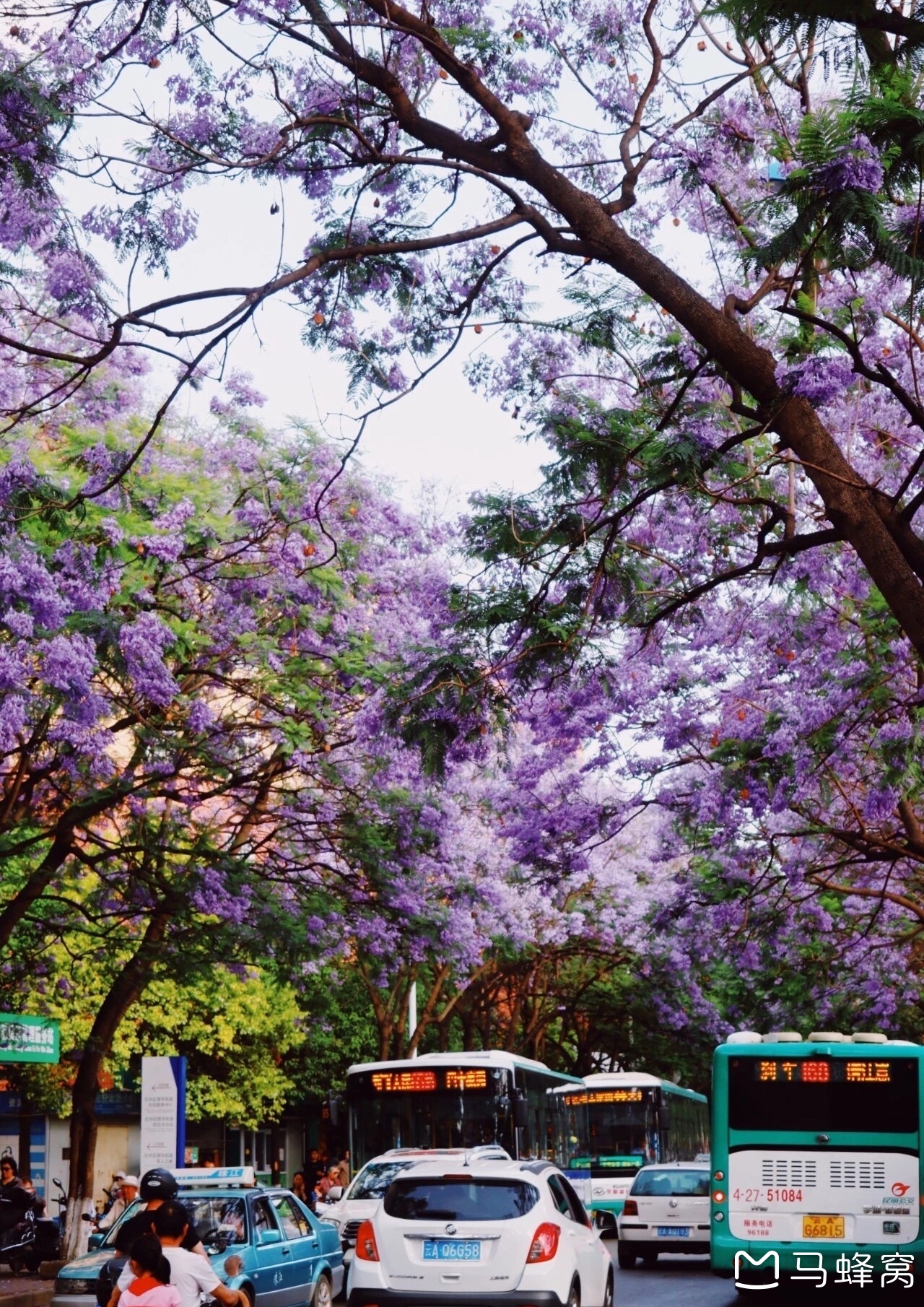 昆明新晋"网红" —— 蓝花楹行摄指南_游记