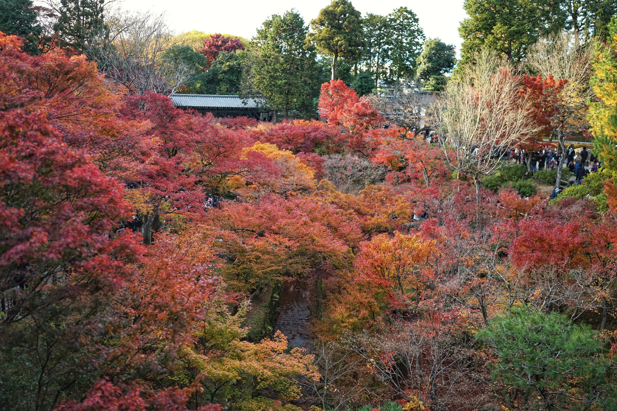 京都自助遊攻略