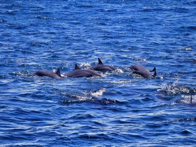 菲律宾潜水员回头率最高的地方——海豚湾pg