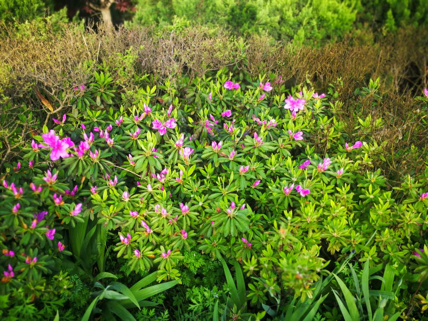 竹沟小镇——千年岭小游,确山旅游攻略 - 马蜂窝
