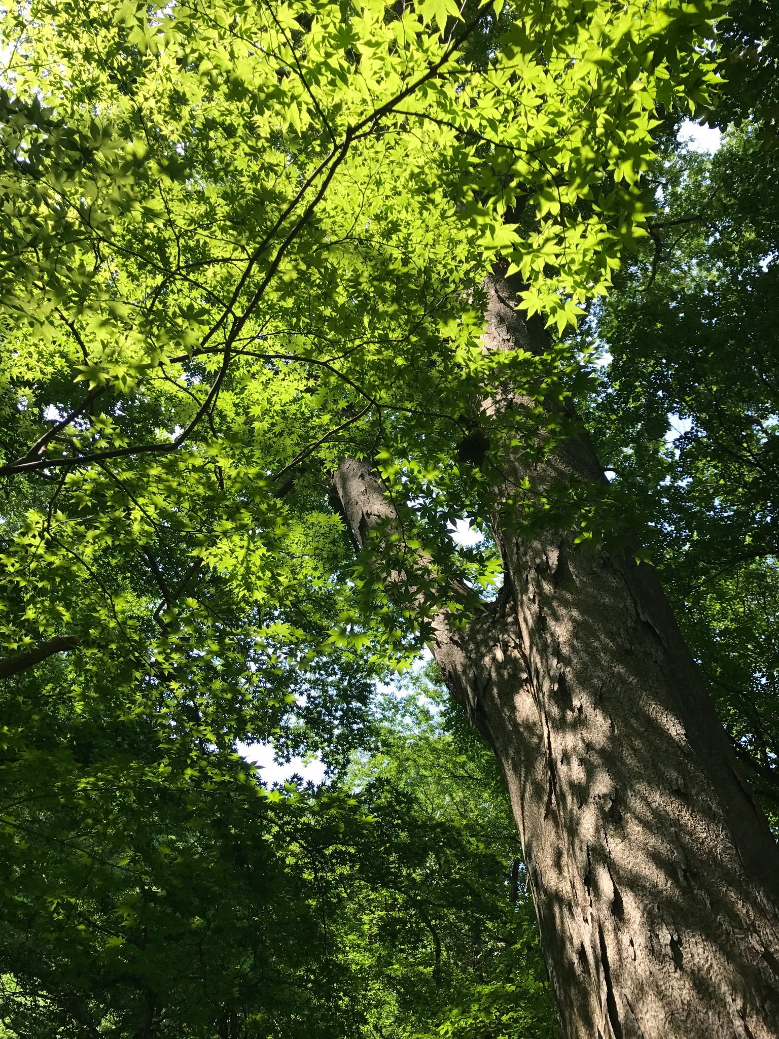 绿树荫浓夏日长慢游盛夏之青森函馆东京