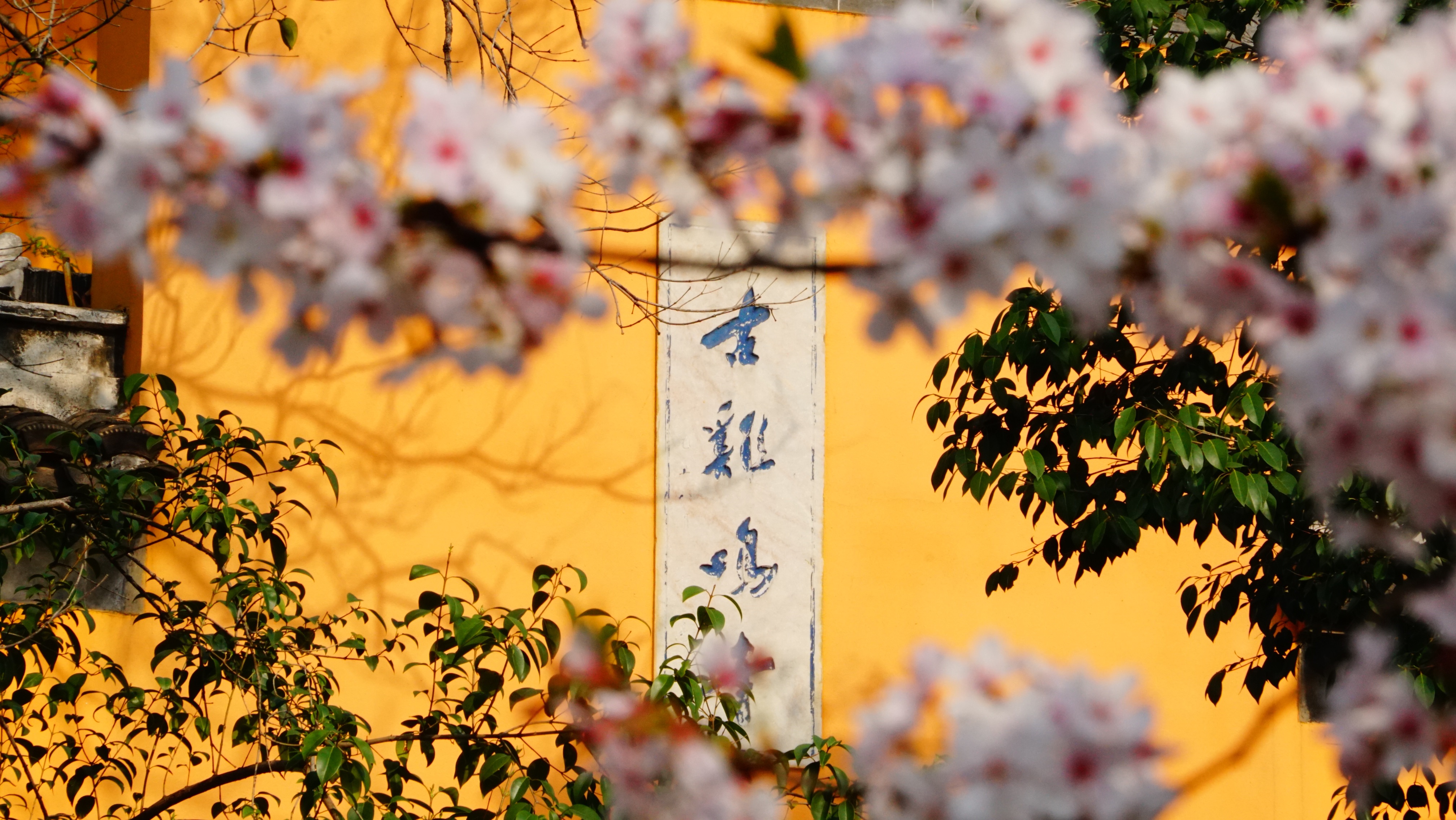 南京赏樱好去处，南京哪里可以赏樱花，南京赏樱花哪里最佳 