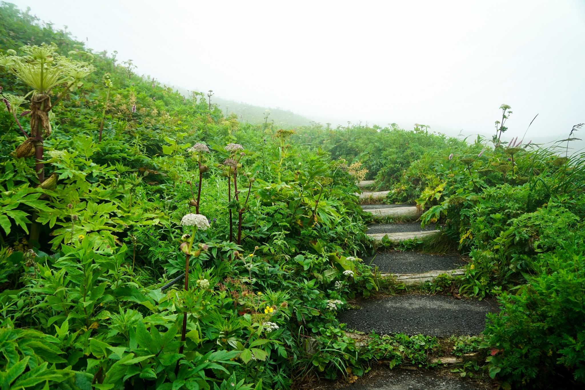 北海道自助遊攻略