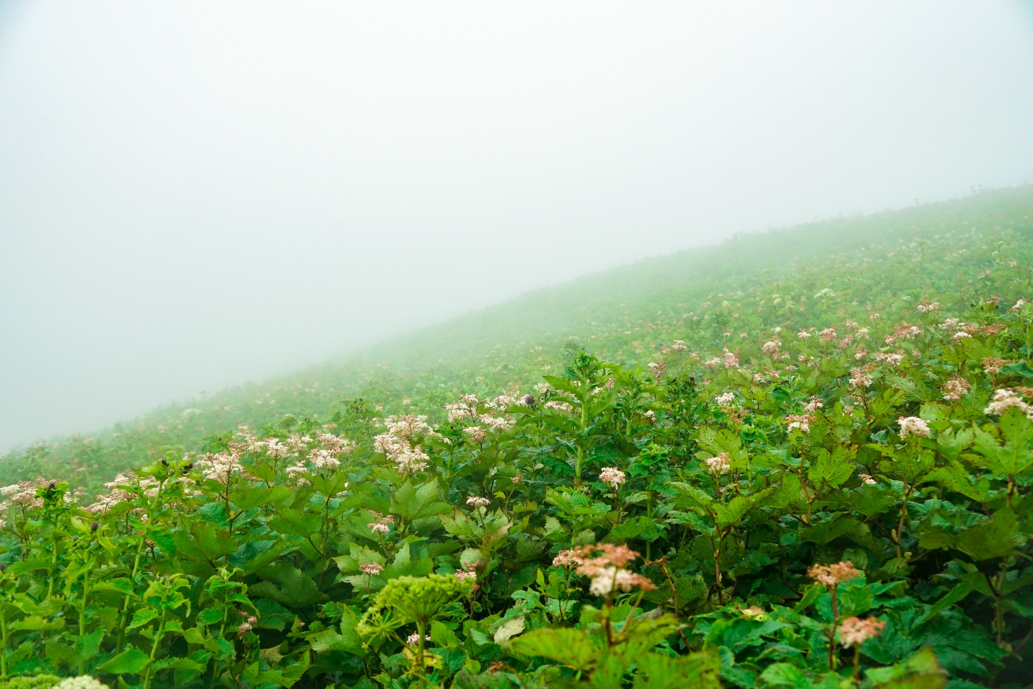 北海道自助遊攻略