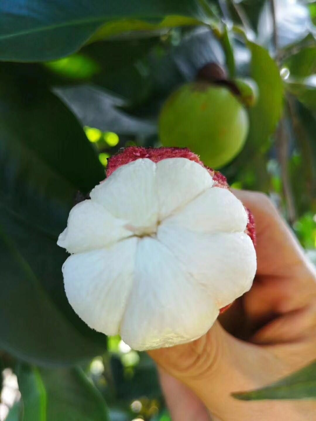 海南 保亭·山竹