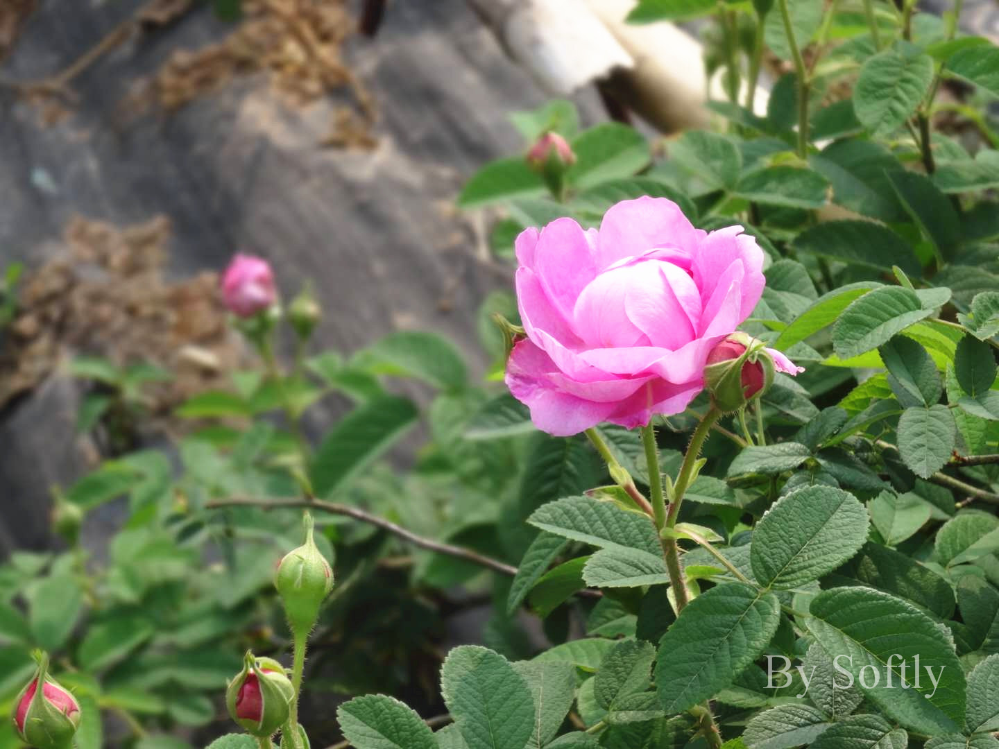 广东省中山市市花图片