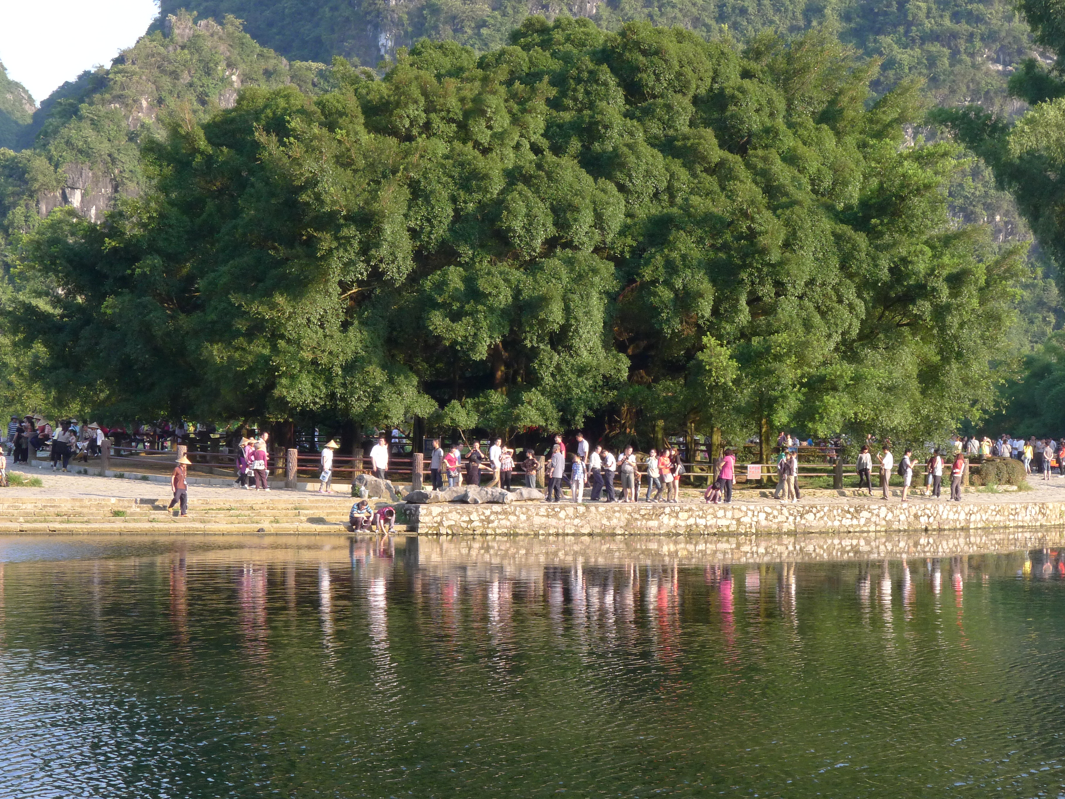 Yangshuo Big Banyan Tree