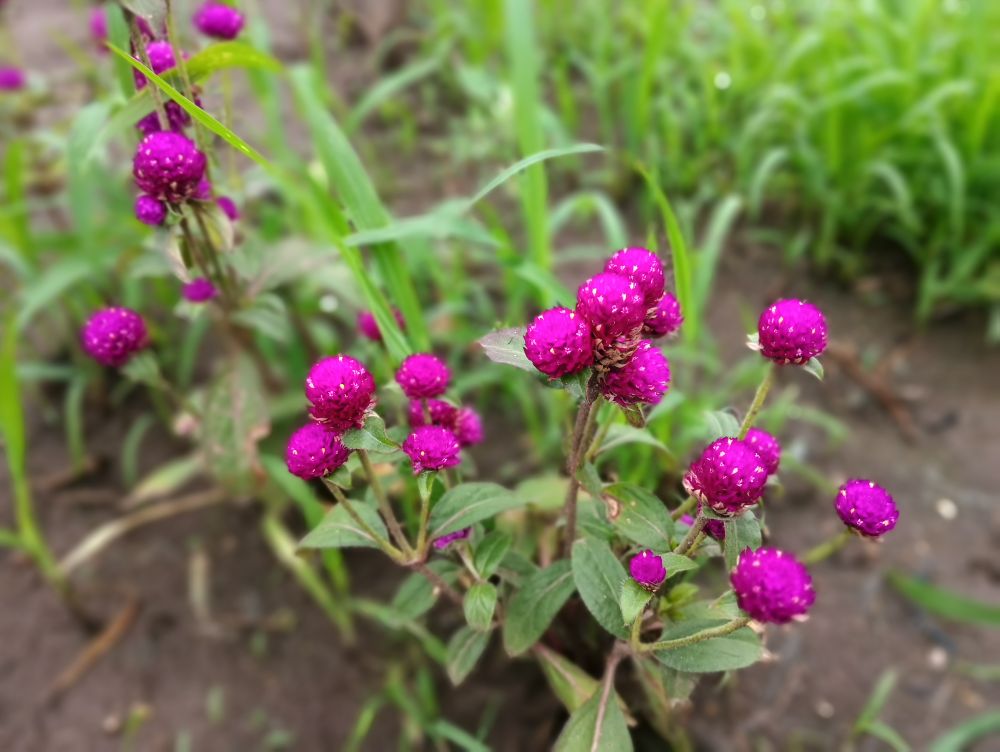 穆棱花海