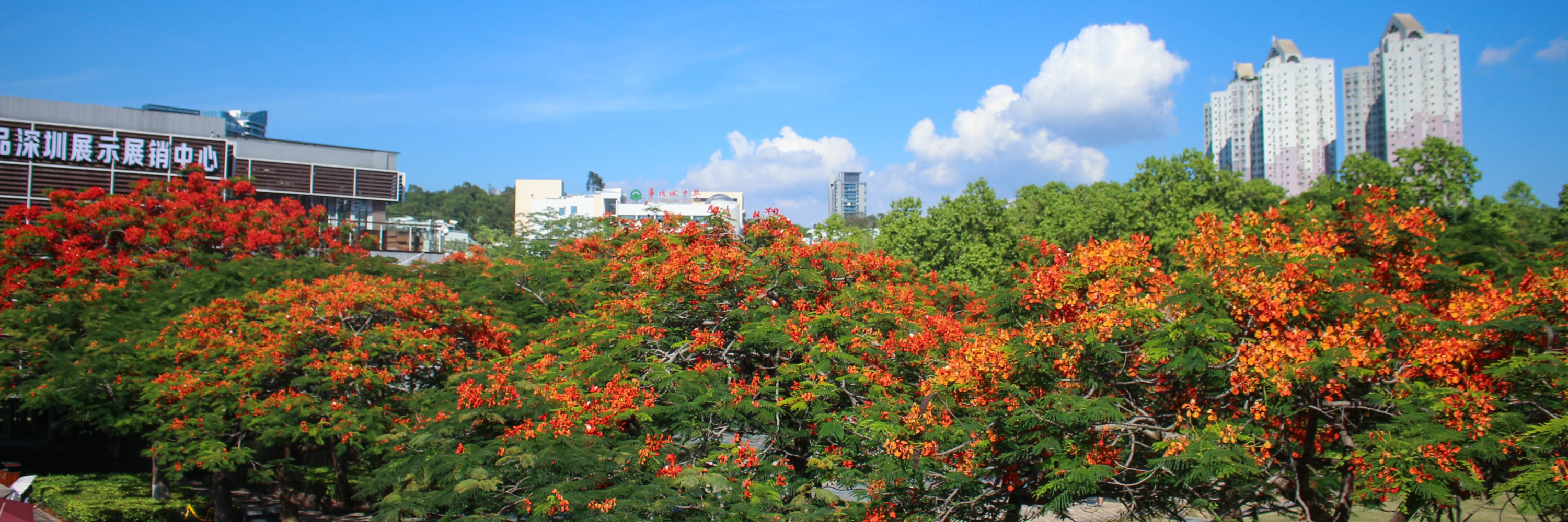 南国五月 带你看深圳网红凤凰花 旅游攻略 马蜂窝