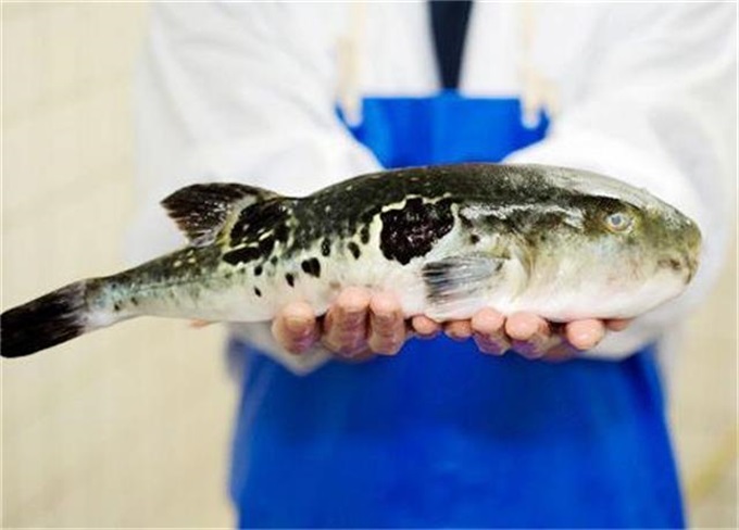 它的特色就是——"活虎河豚",自己开设养殖基地,直肠直销,精选味道最