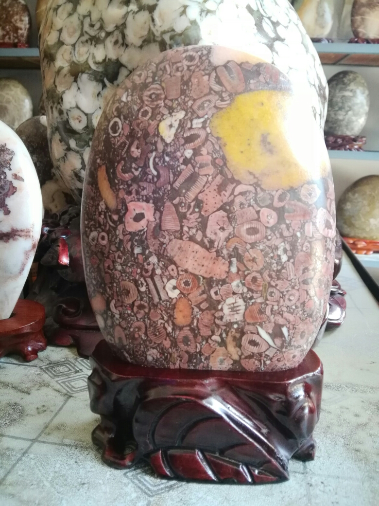 汉中奇石之～～海百合,柳叶石,汉中自助游攻略 - 马蜂窝