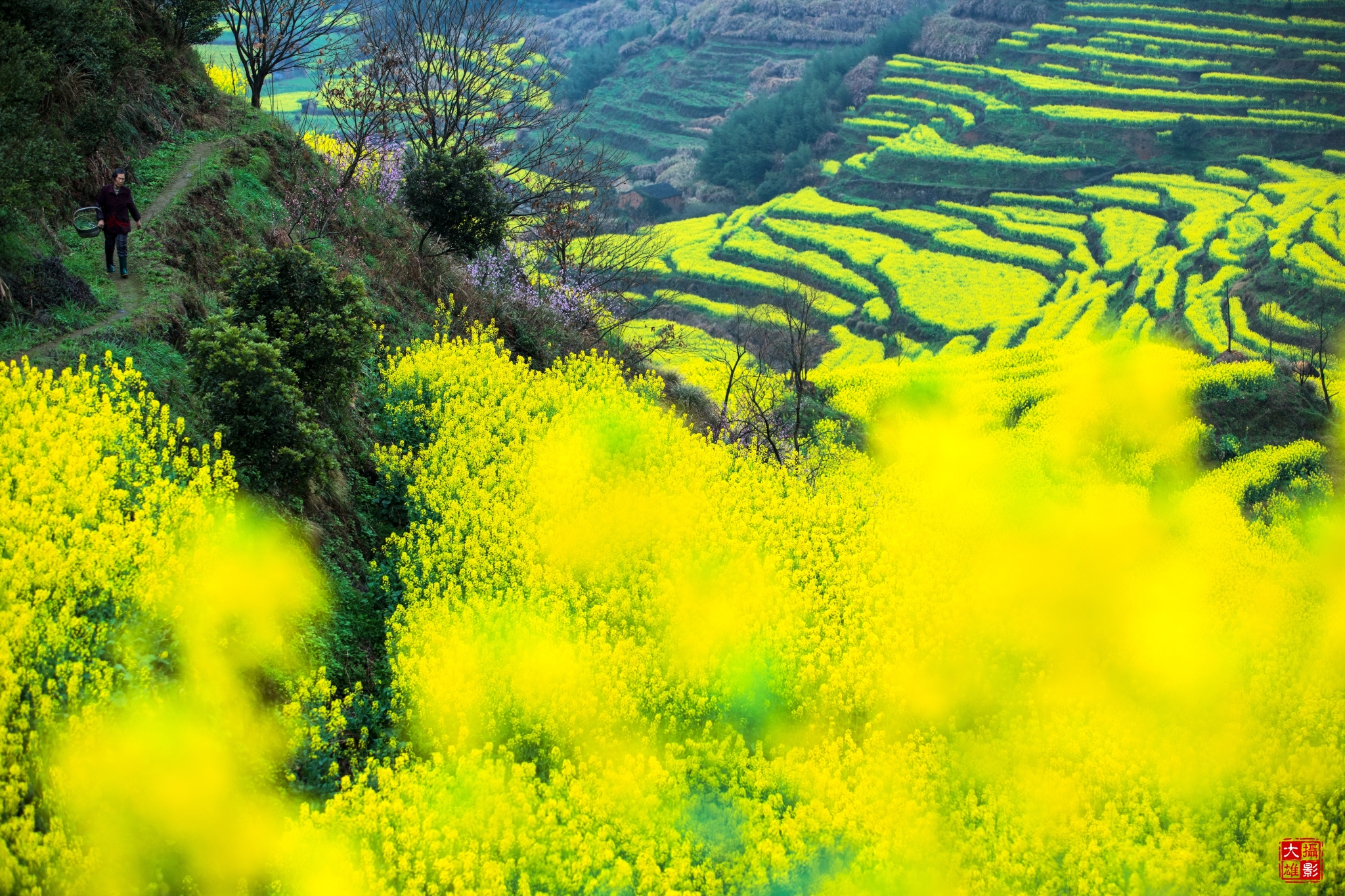 徽州梦~最美花海梯田婺源篁岭