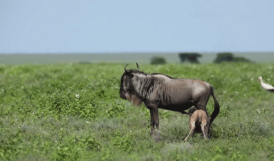 440_260gif 动态图 动图