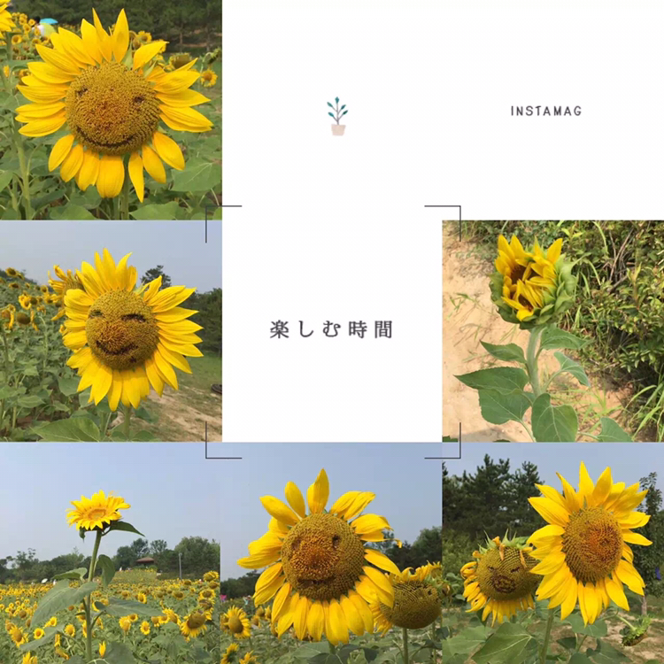 奥林匹克森林公园的向日葵什么时候开 有人去看过吗 怎么样 马蜂窝问答