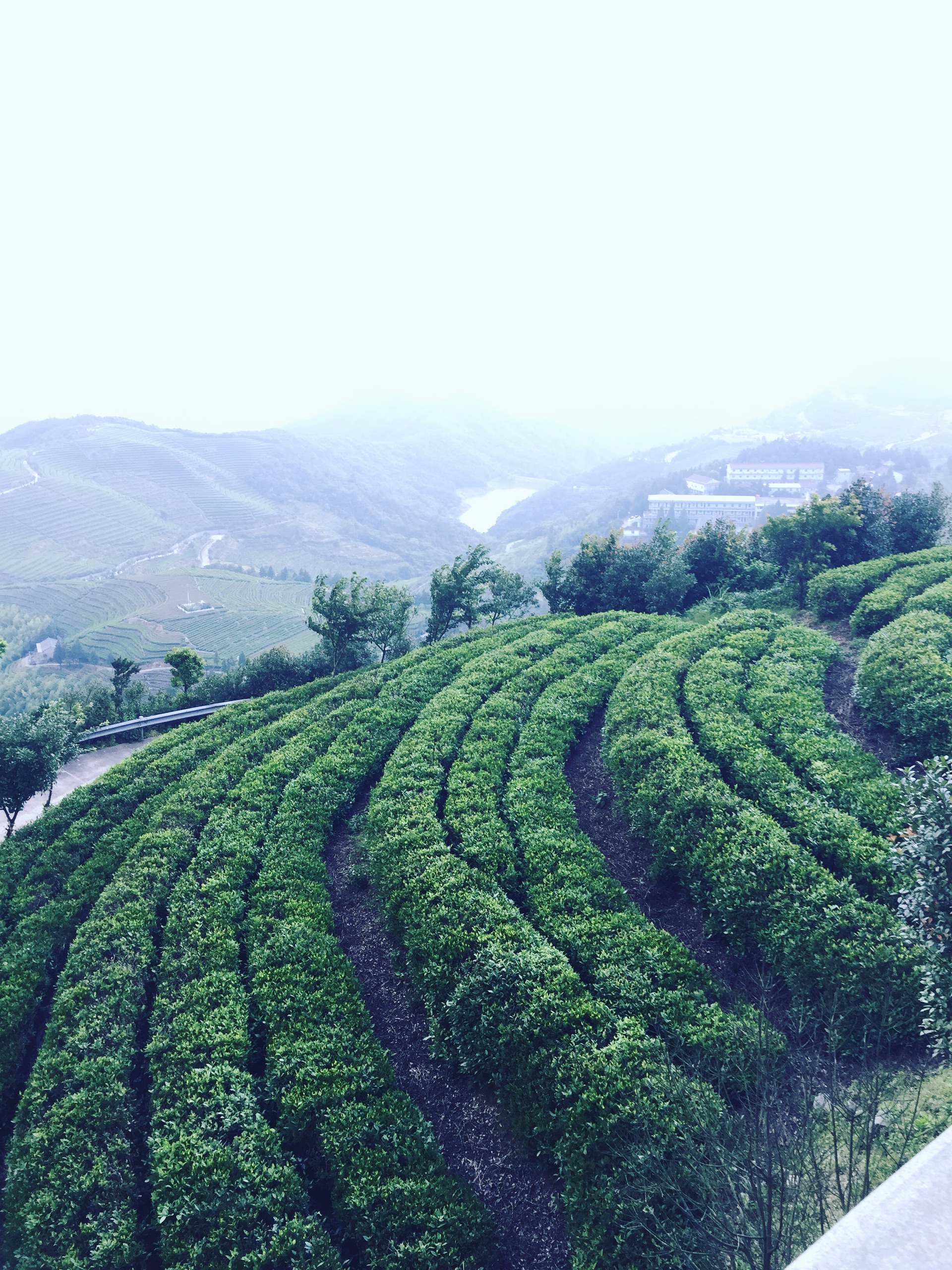 臨海羊巖山茶文化園攻略,羊巖山茶文化園門票_地址,羊巖山茶文化園